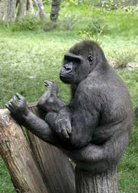 ape-sitting