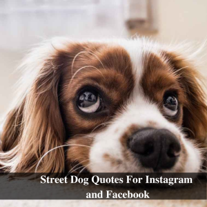Best Cute and Funny Street Dog Quotes For Instagram and Facebook