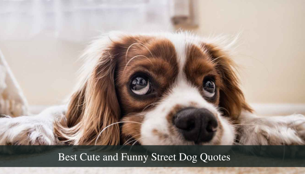 100+ Best Cute and Funny Street Dog Quotes For Instagram and ...