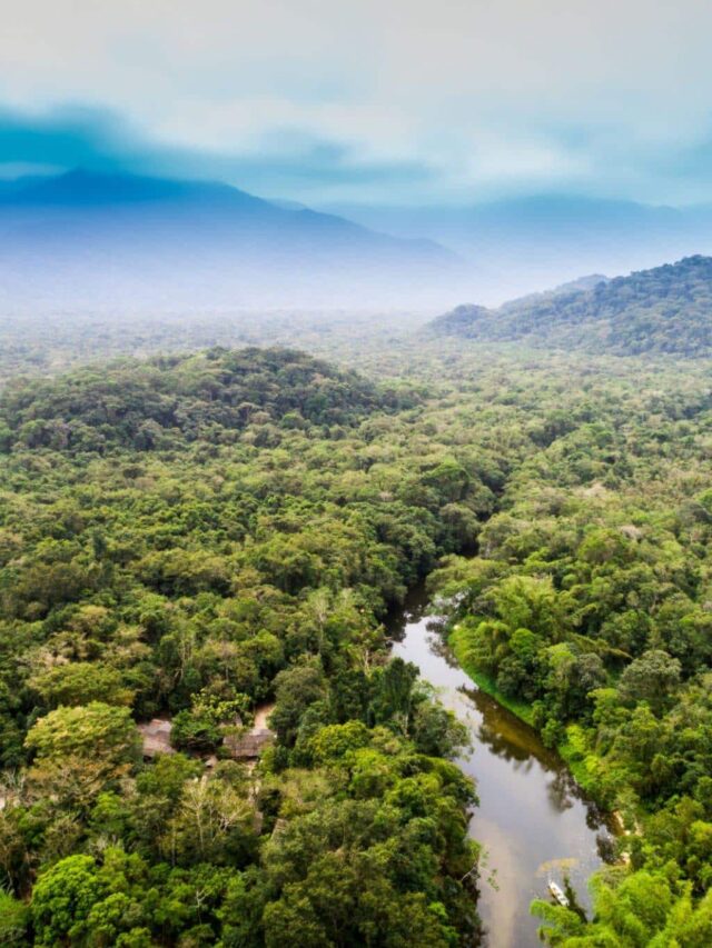 10 Fatos Incríveis Sobre A Floresta Amazônica