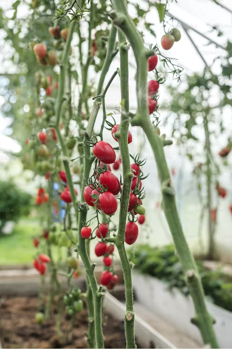 how-to-grow-tomatoes-in-florida-heat-caster