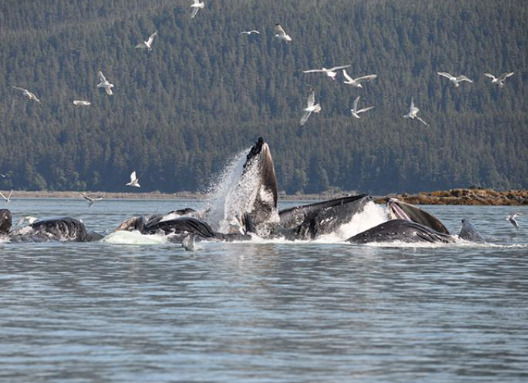 The Importance Of Whale Conservation In Juneau