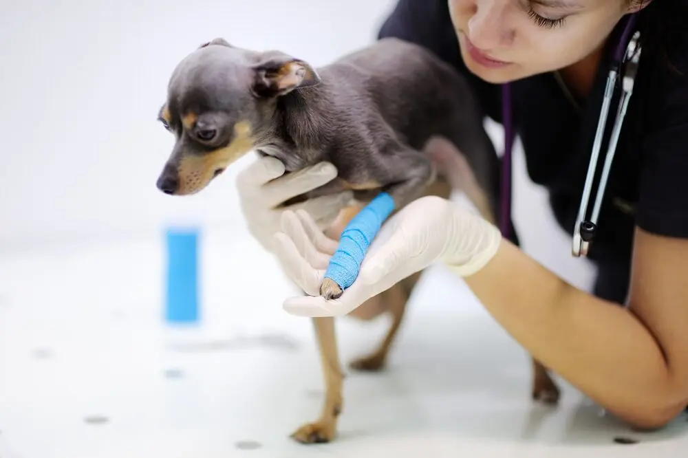 Signs Your Pet Needs To See A Veterinarian