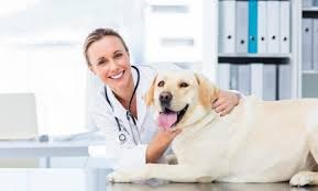 How General Veterinarians Help Pets Stay Healthy Year Round