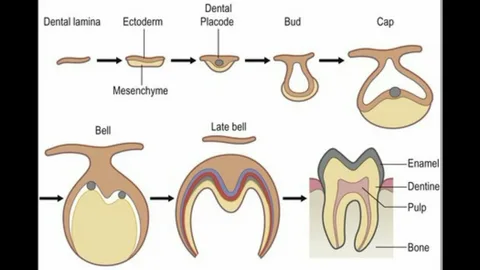 Understanding Your Child’s Dental Development Stages